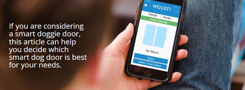 Smart dog door comparison: Which is the best smart dog door for you?