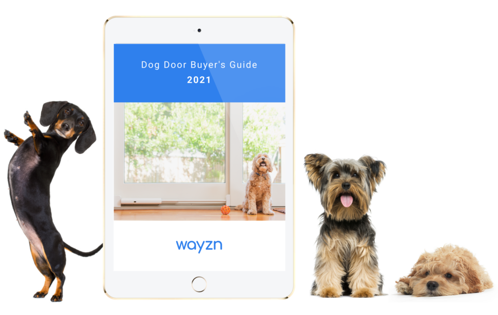 Dog Door Buyer’s Guide