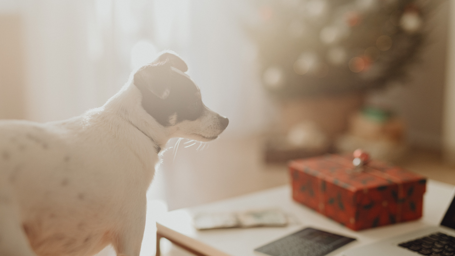 The Perfect Gift for the Pet Lover in Your Life