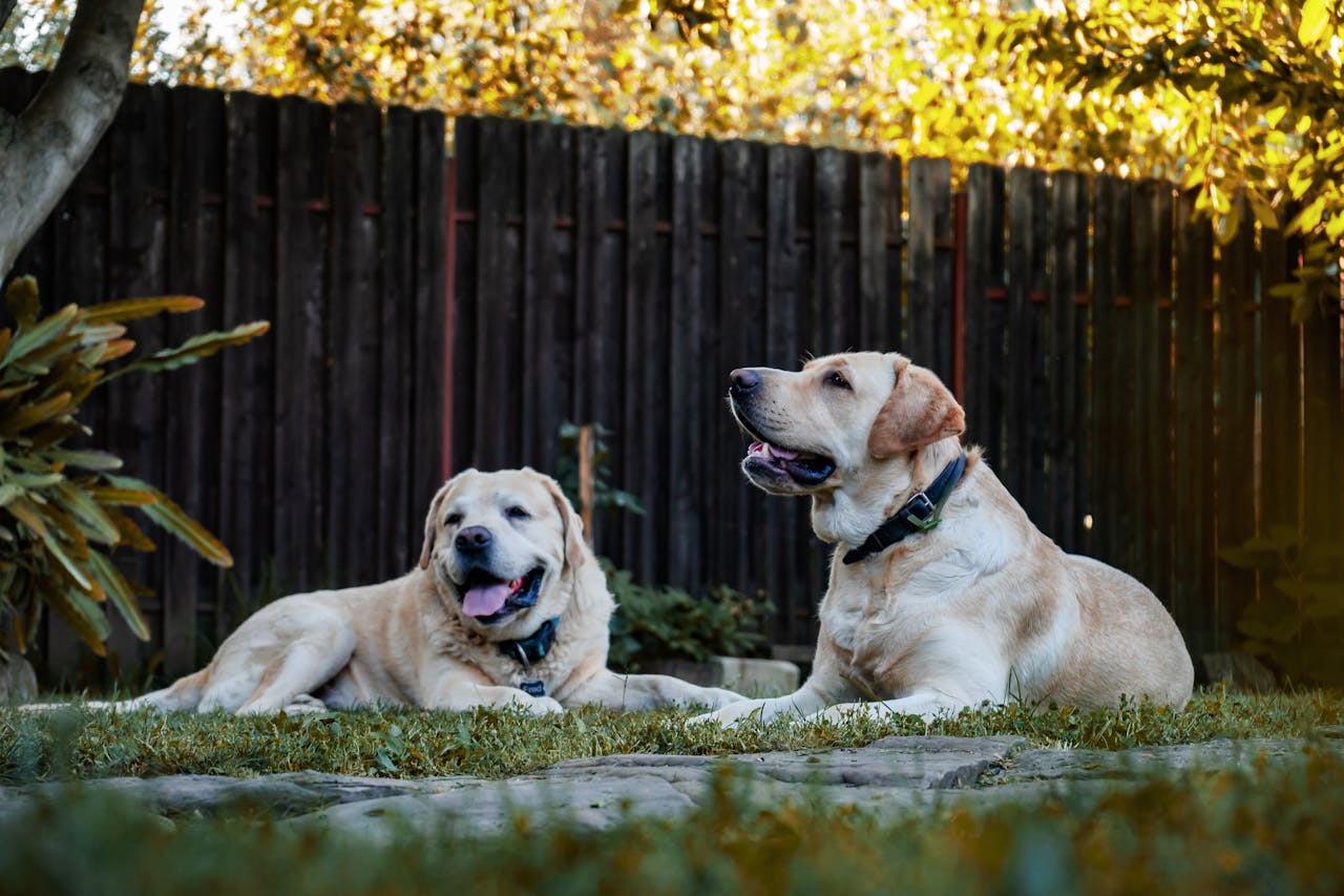 How to Create a Dog-Friendly Backyard