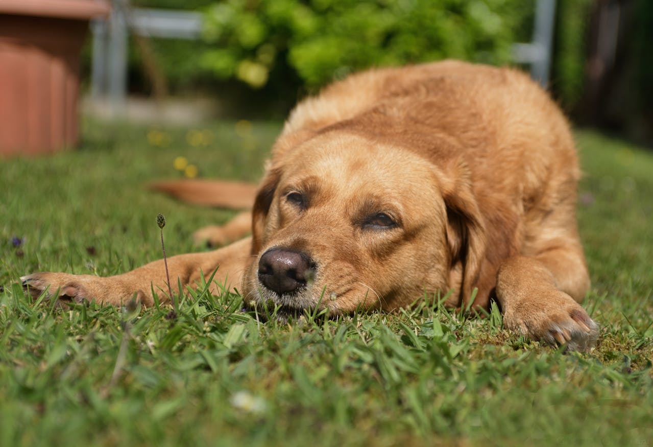 The Truth About Letting Dogs Out While You’re Not Home