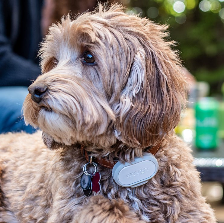 Let the Dog Out The Smart Way with Wayzn