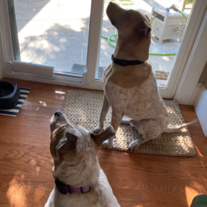 How to Prevent Dog Potty Accidents While You’re at Work