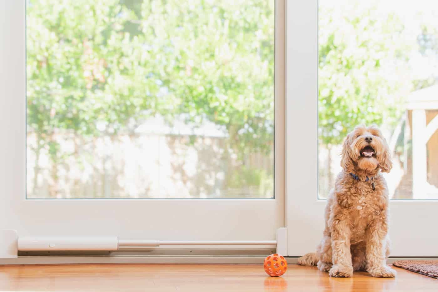 Boost Your Dog’s Mental Health with Backyard Access by Wayzn