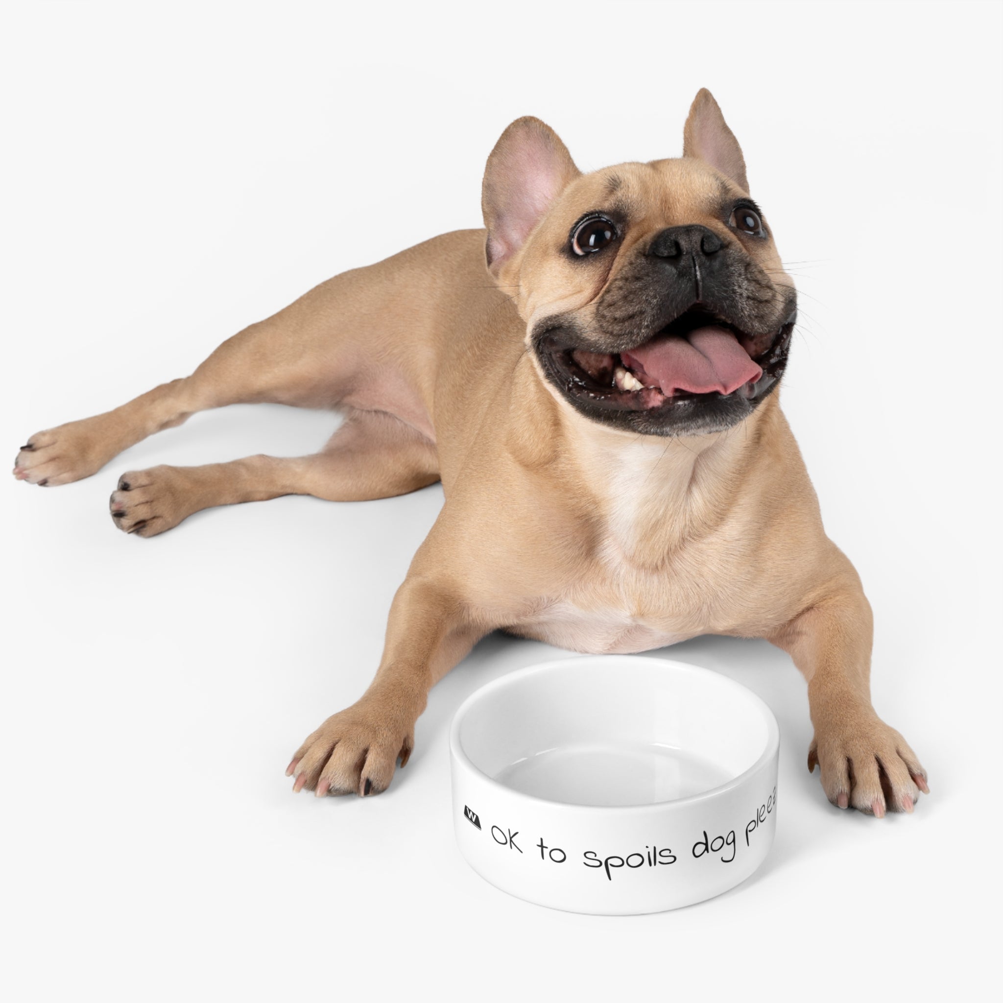 OK to spoils dog pleez - Pet Bowl: a dog lying next to a bowl, a close-up of a dog's nose, a close-up of a dog's tongue.