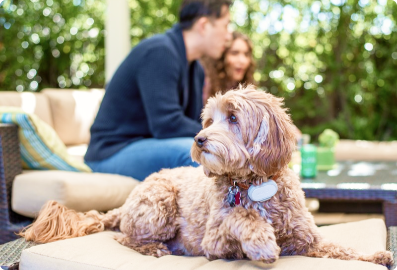 Wayzn dog door for sliding glass door with pet tags