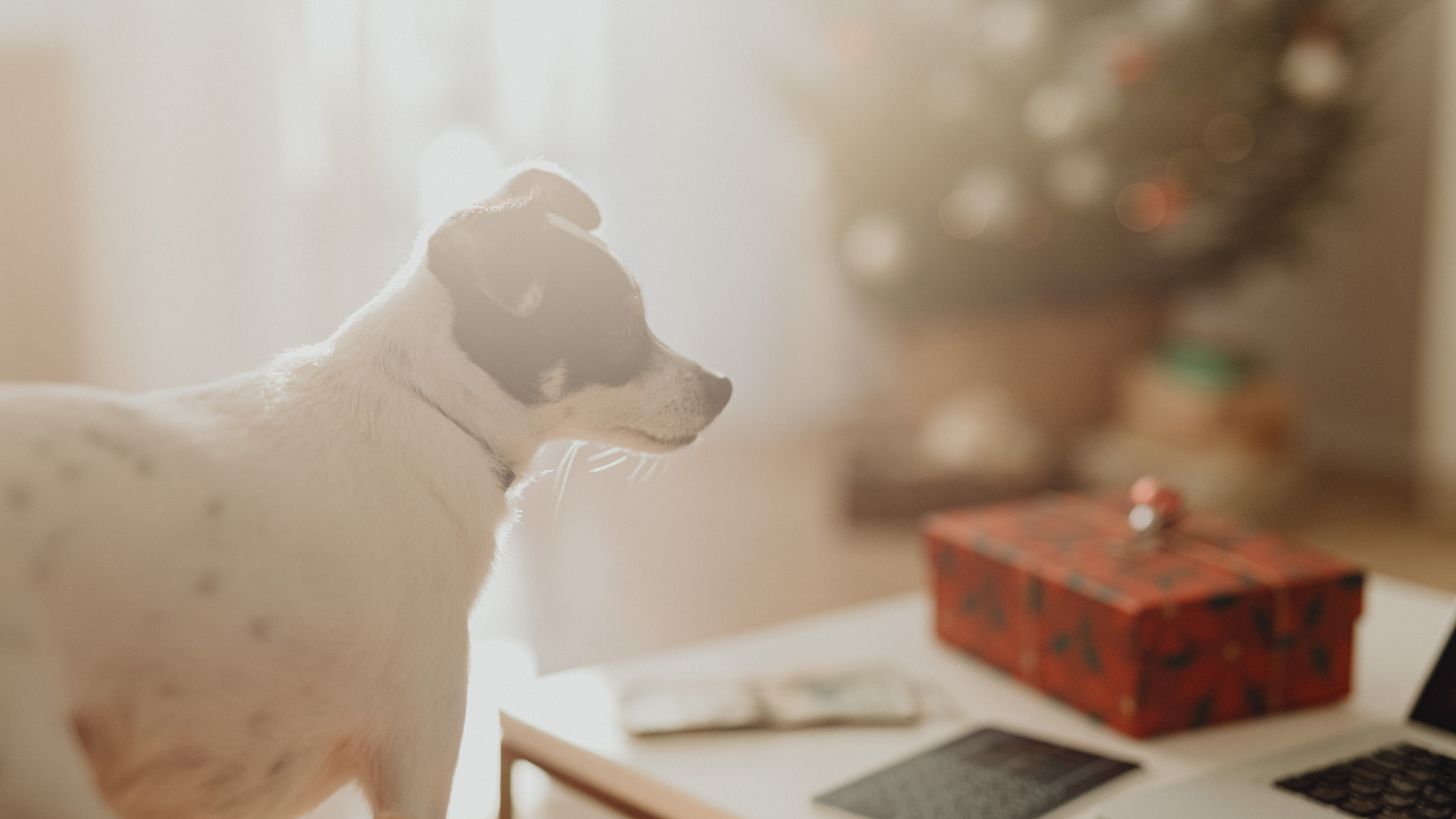 The Perfect Gift for the Pet Lover in Your Life