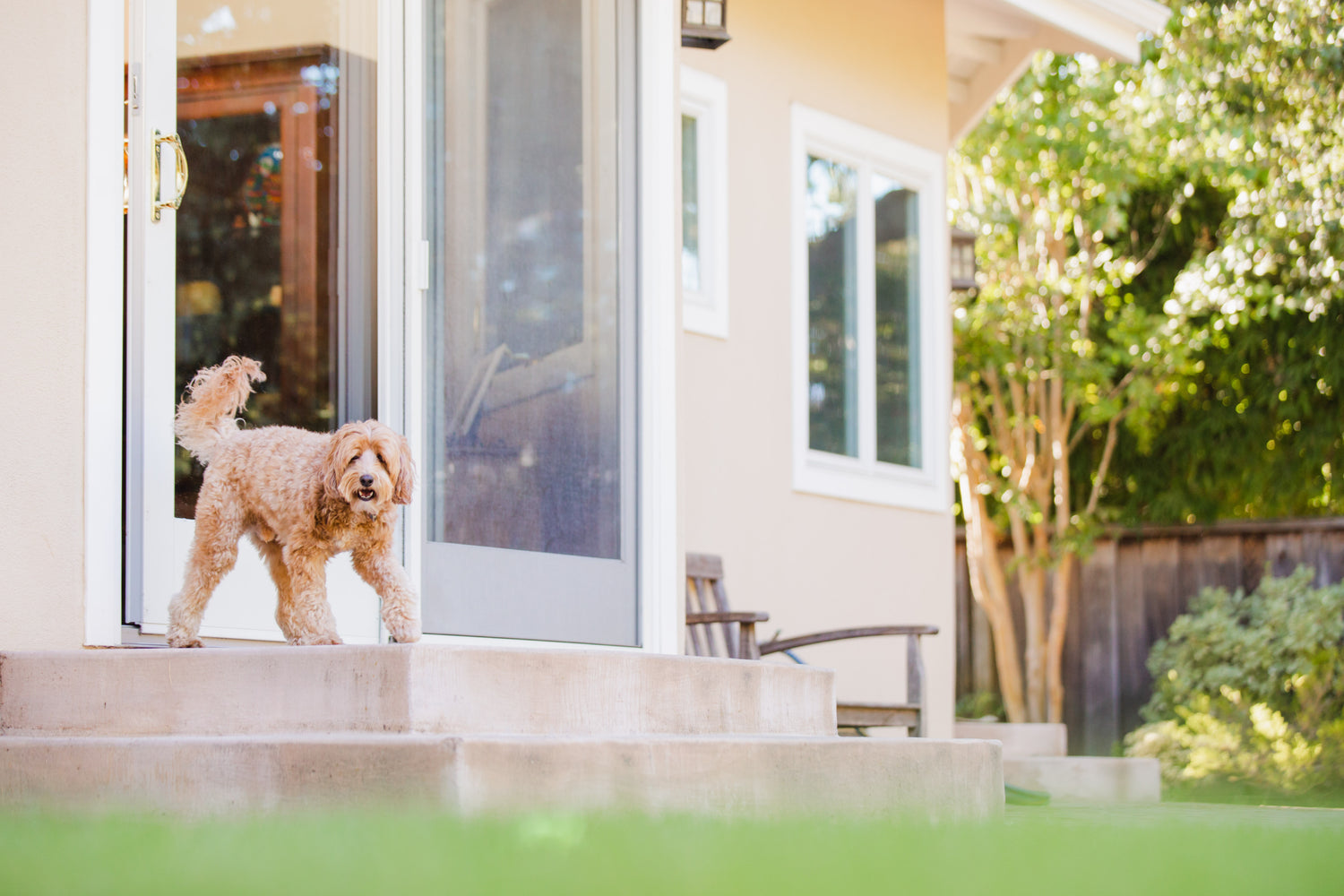 Best Dog Door for Large Dogs: Size Matters