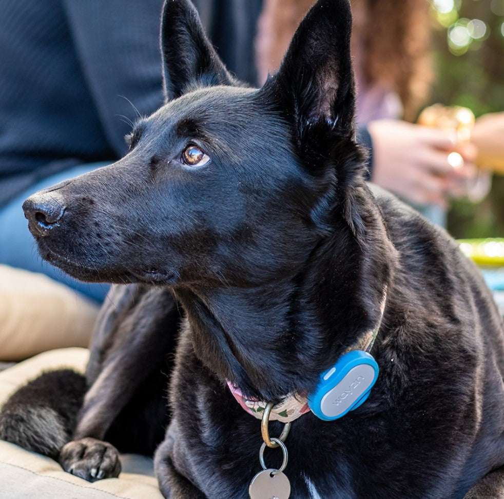 Wayzn Pet Tag FAQs: Your Questions Answered