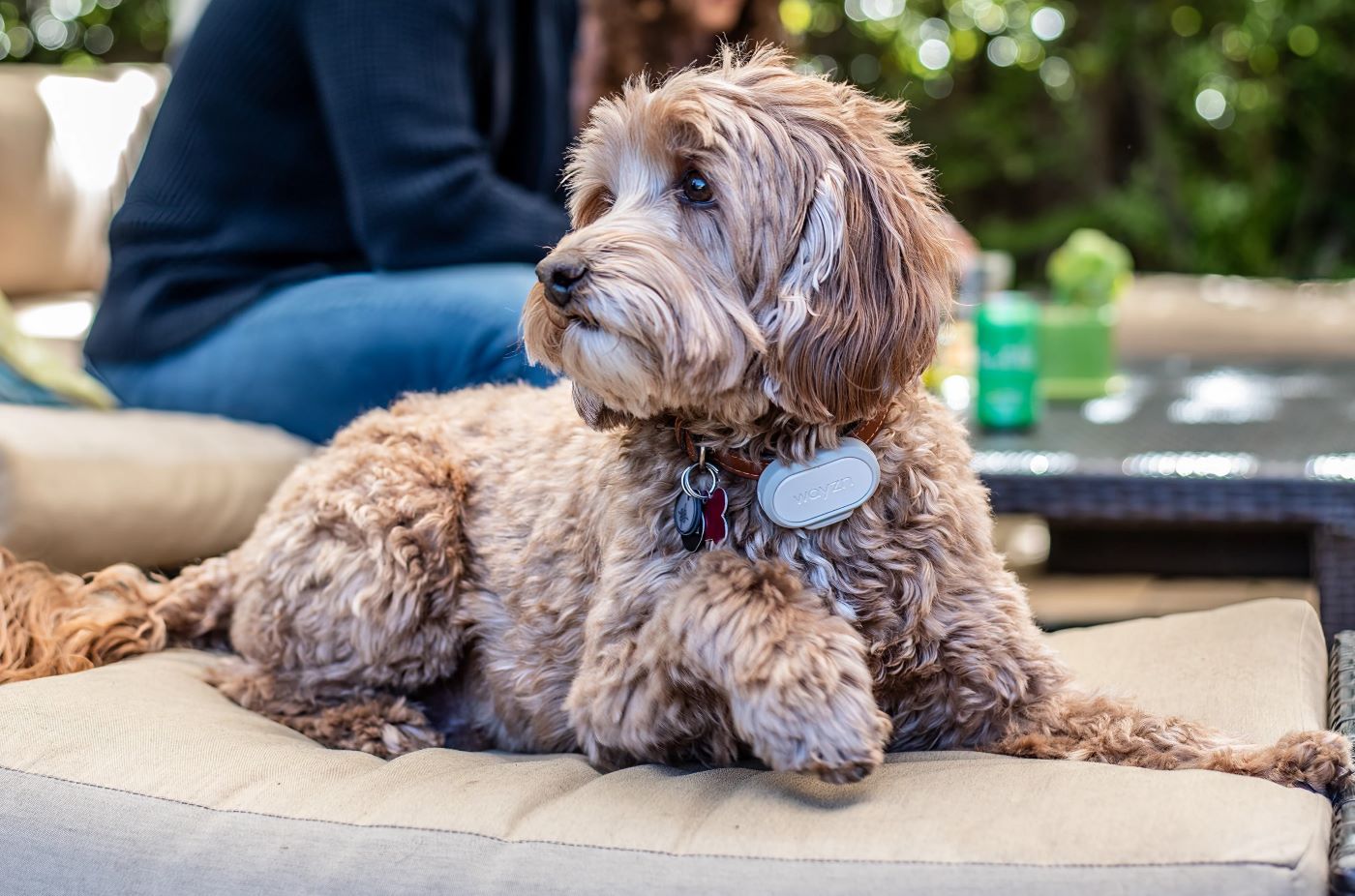 Wayzn Pet Tag - Complete Set: A dog lying on a cushion, looking at something.