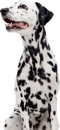 Dalmata Dog